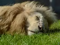 Ein schlafender wei�er Transvaal-L�we im Zoo Safaripark Stukenbrock. (Oktober 2014)