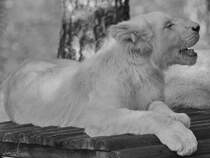 Ein junger weier Transvaal-Lwe im Zoo Safaripark Stukenbrock. (Oktober 2014)