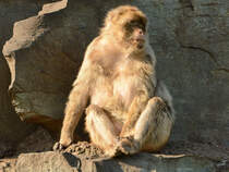 Ein Berberaffe ruht sich aus. (Zoo Safaripark Stukenbrock, Oktober 2014)