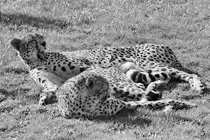 Geparden im Zoo Safaripark Stukenbrock. (Oktober 2014)