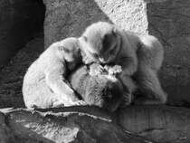 Berberaffen bei der Fellpflege. (Zoo Safaripark Stukenbrock, Oktober 2014)