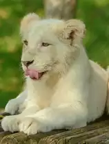 Ein kleiner wei�er Transvaal-L�we im Zoo Safaripark Stukenbrock. (Oktober 2014)