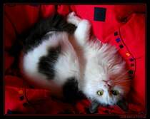 Prince Charming - Trkisch-Angora-Mix