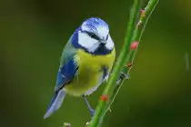 Eine Blaumeise an einem Rosenzweig kurz vor dem Abflug zum Futterkn�del. Aufgenommen am 11.2.18.