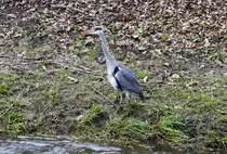 Graureiher an der Erft bei Euskirchen - 09.01.2018