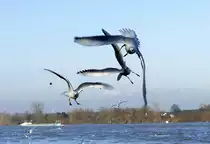 M�wen beim Luftkampf um ein St�ckchen Brot am Rheinufer in Bonn - 27.01.2018
