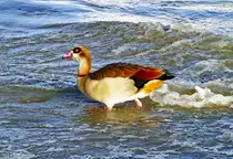 Nilgans am Rheinufer in Bonn - 27.01.2018