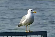 Silberm�we am Rheinufer in K�nigswinter - 08.02.2018