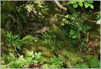 Nur f�r einen kurzen Augenblick hielt das Mauswiesel und erm�glichte mir das Foto,
dann eilte es flink weiter.
(02.08.2017)