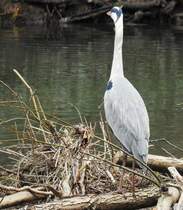 AUSGEWACHSENER GRAUREIHER AUF BEUTESUCHE AN DER LAHN
Am 8.3.2018 hat sich dieser ausgewachsene GRAUREIHER auf angeschwemmtem Holz vom Hochwasser der LAHN
2 Wochen zuvor einen Standplatz zur Beutesuche unterhalb des LIMBURGER DOMS ausgesucht....