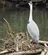 AUSGEWACHSENER GRAUREIHER AUF BEUTESUCHE AN DER LAHN
Am 8.3.2018 hat sich dieser ausgewachsene GRAUREIHER auf angeschwemmtem Holz vom Hochwasser der LAHN
2 Wochen zuvor einen Standplatz zur Beutesuche unterhalb des LIMBURGER DOMS ausgesucht....