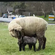 MUTTERSCHAF MIT OSTERL�MMCHEN AN DER SIEG M�RZ `18
Eine Schafherde mit 600 Tieren grasten am 18.3.2018 bei ziemlich frostigen Temperaturen in den SIEGAUEN
zwischen BETZDORF und WISSEN zwischen der SIEG und der vielbefahrenen Bundesstra�e....
Ein neugeborenes  Osterl�mmchen  dr�ngte es heftig ans Ges�uge des Muttertieres...
