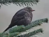 Eine Amselweibchen hadert mit dem kalten Wetter. (Hattingen, M�rz 2018)