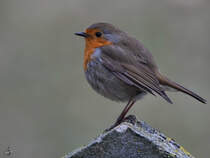 Ein Rotkehlchen macht eine kurze Pause. (Hattingen, Mrz 2018)