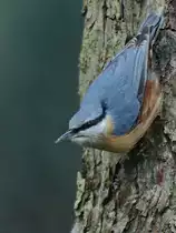 Ein Kleiber auf Nahrungssuche. (Hattingen, M�rz 2018)