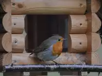 Ein Rotkehlchen macht eine kurze Pause. (Hattingen, M�rz 2018)