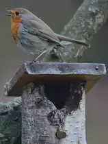 Ein Rotkehlchen singt eine kleine Nachtmusik. (Hattingen, M�rz 2018)