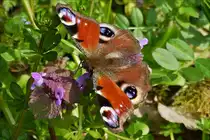 Der Fr�hling ist da, bei herrlichem Wetter konnte ich am 25.03.2018 dieses Tagpfauenauge im Bild festhalten.