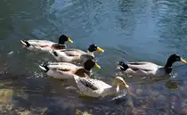 Stockenten (Anas platyrhynchos) am Schlossteich Matzen (Reith im Alpbachtal), 30.03.2018.