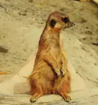 ERDM�NNCHEN BEIM BEOBACHTEN IN HERBORN/HESSEN
Die  s��en  Erdm�nnchen,Favoriten aller Kinder und bekannt daf�r,stets  M�nnchen  zu machen,
geh�ren allerdings zur Gattung der RAUBTIERE,die sich mit ihrem scharfen Gebiss in ihrer Heimat
im S�DEN AFRIKAS von Insekten,Skorpionen und kleinen Wirbeltieren ern�hren....
hier am 2.4.2018 im TIERPARK HERBORN-UCKERSDORF,einem hervorragend gef�hrten Tierpark,dessen
Besuch unbedingt lohnend ist.......