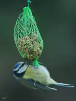 Eine Blaumeise beim Futtern. (Hattingen, M�rz 2018)