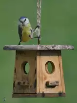 Material f�r den Nestbau findet diese Meise (leider) �berall. Wenige Minuten sp�ter lag das H�uschen auf dem Boden. (Hattingen, April 2018)