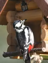 Ein Specht  klopft  am Futterh�uschen an. (Hattingen, April 2018)