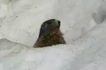 Ein Murmeli schaut aus seiner Schneeh�hle in den Walliser Alpen. Der Bart ist direkt nach schweizer Vorbild;-); 07.04.2018