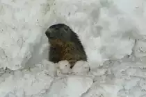 Sp�testens Ende Juni ist auch der Schnee von der Lawine �ber der Murmeli-Wohnung geschmolzen; 07.04.2018