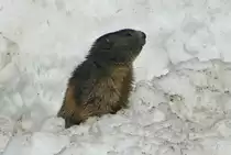 Ein Murmeli schaut am Ausgang seiner Schneeh�hle nach dem Rechten; 07.04.2018