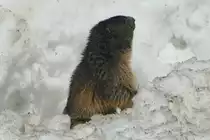 Versch�ttet eine Lawine eine von Menschen bewohnte Wohnung, gibt es eine Katastrophe! Versch�ttet eine Lawine eine von Murmeli bewohnte Wohnung, gibt es eine Wohnraumvergr��erung mit K�hlraum! Murmeli in den Walliser Alpen; 07.04.2018