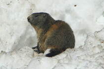 Ein Murmeli sonnt sich am Hhlenausgang auf einer abgegangenen Lawine; 07.04.2018