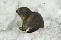 Ein Murmeli sonnt sich am H�hlenausgang auf einer abgegangenen Lawine; 07.04.2018