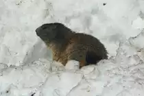 Dumm ist nur, wenn eine Lawine die Wohnung versch�ttet hat! Murmeli in den Walliser Alpen, 07.04.2018