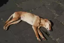 diese Promenadenmischung l�sst es sich vor der Kirche Nossa Senhora do Monte in der Sonne gut gehen (FUNCHAL, Madeira/Portugal, 01.02.2018)