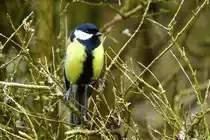 Eine Kohlmeise an einem Strauch, gut gen�hrt. Aufgenommen am 26.3.18.