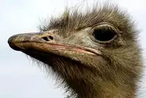 Strau�enportrait aufgenommen in einer Strau�enfarm in Meckl.-Vorp.
mit einer Sony Alpha 100