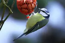 Ein Blaumeise, die sich am Meisenkn�del nicht st�ren l�sst. Aufgenommen am 4.3.18. 