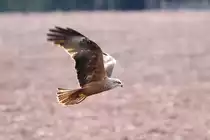 Nachdem der Rotmilan einen Wurm verspeist hatte, flog er weiter �ber den Acker. Aufgenommen am 15.4.18.