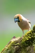 Ein Kernbei�er auf Kurzbesuch in unserem Garten. (Hattingen, APril 2018)