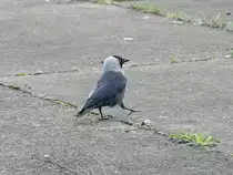Dohle am Morgen des 15. April 2018 auf dem Bahnsteig 3 des Bahnhof Berlin Sch�nefeld Flughafen.