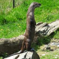 FISCHOTTER (LUTRA) AUF BEOBACHTUNGSPOSTEN IN WEILBURG/LAHN
Nicht nur perfekte Schwimmer und Taucher sind sie,die Fischotter,auch beobachtungsmig machen sie in
bester Erdmnnchen-Pose eine gute Figur..dieser hier wartete am 17.4.2018 im TIERPARK
WEILBURG/LAHN,1590 als Grfliches Wildgehege angelegt und seit 1969 als Wildpark genutzt,offensichtlich
auf die Tierpflegerin mit dem Fischfutter-Eimer....Bei einem Bestand in Deutschland um die 700 drften
solche Aufnahmen in freier Natur nur schwer mglich sein.....
Ein wunderschn angelegter und gefhrter Wildpark mit tollen Beobachtungsmglichkeiten,,,die Wlfe hier
mchte ich auch noch aufs Bild bekommen..Mit Dank ans FORSTAMT WEILBURG...