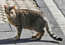 Haustiger unterwegs auf Beutesuche - 05.03.2018