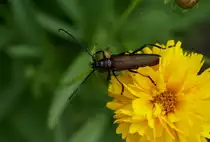 Der Bockk�fer auch Moschusbock genannt. Die m�nnlichen werden bis zu 25mm gro�. Vertreten sind sie in ganz Europa.
Dieses Foto habe ich in Meck.-Pom. geschossen.