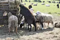 Schafe dr�ngeln sich am Futterwagen auf einer Weide bei Euskirchen - 25.03.2018