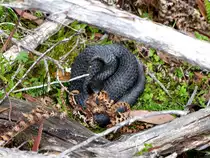 Eine Black Tiger Snake (Notechis ater) am Lake St. Clare in Tassmanien am 13.1.2018