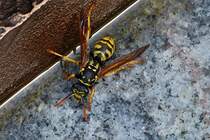 . Fr diese Jahreszeit ungewhnlich, eine Wespe, zum Glck etwas trge.   27.04.2018  (Hans)