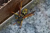 . F�r diese Jahreszeit ungew�hnlich, eine Wespe, zum Gl�ck etwas tr�ge.   27.04.2018  (Hans)