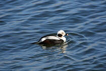 Eine der letzten Eisenten auf der Prorer Wiek im April 2018.