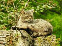 EUROPISCHE WILDKATZE BEI DER  KATZENWSCHE  IN WEILBURG/LAHN (TIERGARTEN)
Genau zum richtigen Zeitpunkt kam am 28.4.2018 dieses bildschne Exemplar einer EUROPISCHEN
WILDKATZE (FELIS SILVESTRIS SILVESTRIS) im TIERGARTEN WEILBURG/LAHN (einem ganz
hervorragend angelegten Tierpark) aus ihrem Versteck und begann mit einer,Katzenfreunden von
ihrem  STUBENTIGER  vertrauten,ausgiebigen Fellpflege....Als Wildkatze gut an ihrem sehr dichten
Fell und dem in breiter,stumpfer Rundung endenden Schwanz mit den typischen schwarzen
Kringeln zu erkennen....mit Dank und Gru ans FORSTAMT WEILBURG

